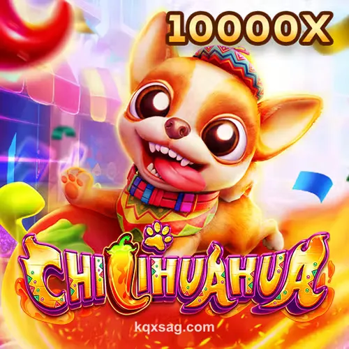 Fa Chai Chihuahua